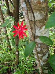 Passiflora glandulosa