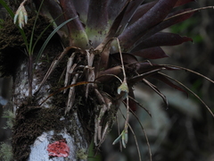 Tillandsia complanata