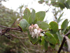 Arctostaphylos pallida