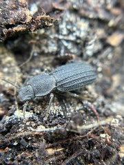 Nyctoporis