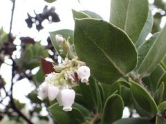 Arctostaphylos pallida
