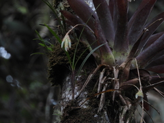 Tillandsia complanata