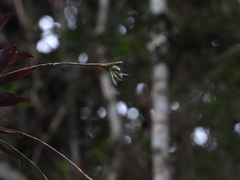 Tillandsia complanata