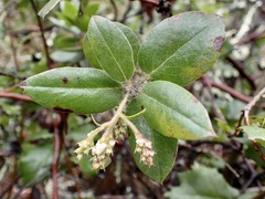 Arctostaphylos pallida