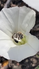 Diadasia