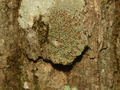 Lecanora cinereofusca