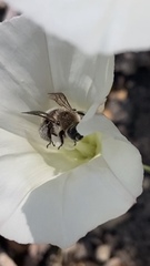 Diadasia