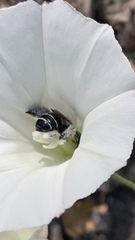 Diadasia