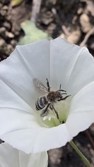 Diadasia