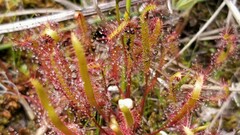 Drosera linearis