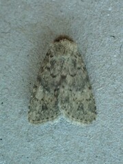 Homorthodes discreta