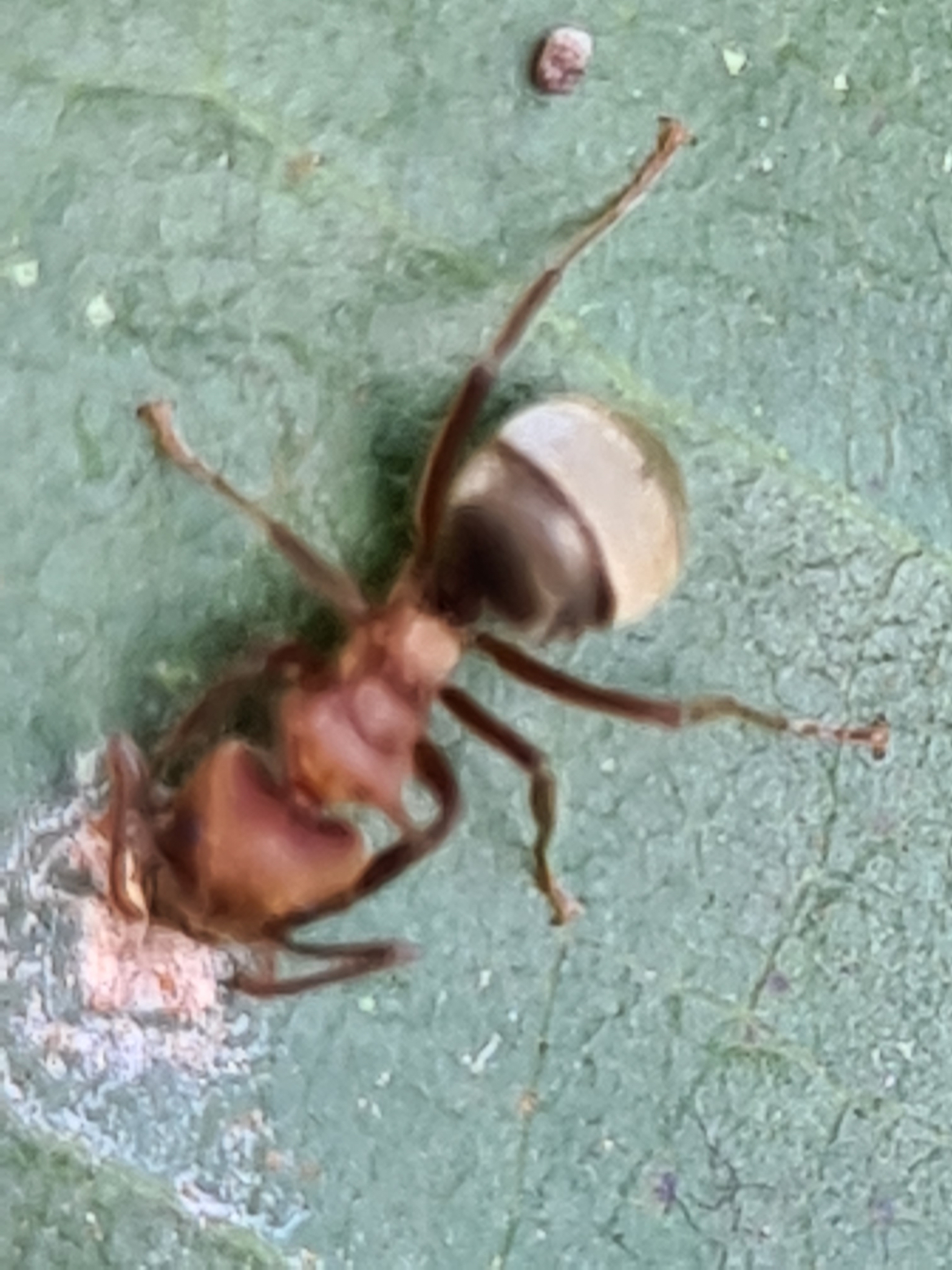 Dolichoderus omacanthus