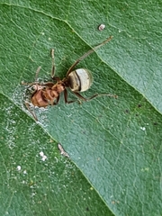 Dolichoderus omacanthus