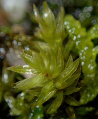 Mnium hornum