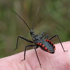 Rhynocoris tristis