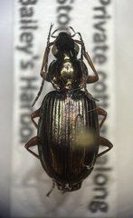 Agonum errans