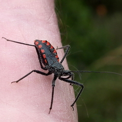 Rhynocoris tristis