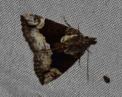Hypena palparia