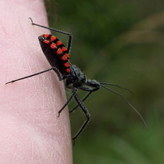 Rhynocoris tristis