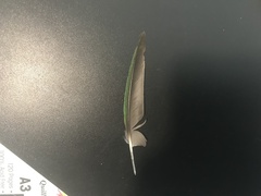 Trichoglossus moluccanus