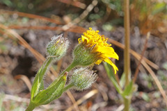 Arnica mollis