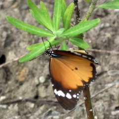 Danaus chrysippus orientis