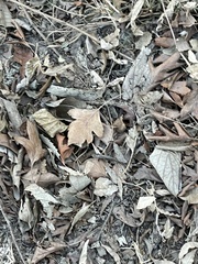 Crataegus pinnatifida