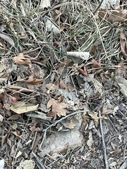 Crataegus pinnatifida