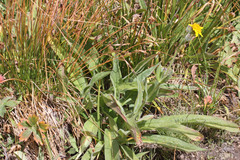Arnica mollis