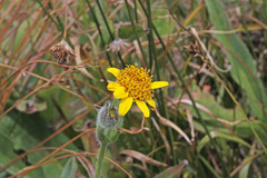 Arnica mollis