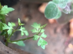 Coreocarpus parthenioides