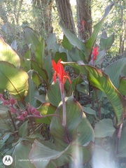 Canna indica