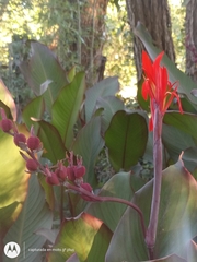 Canna indica