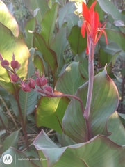 Canna indica