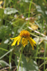 Arnica mollis