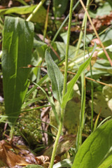 Arnica mollis
