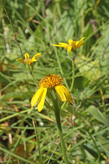 Arnica mollis