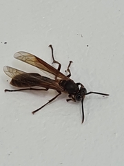 Apoica