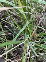 Microlaena stipoides