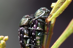 Diphucrania leucosticta