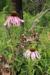 Echinacea simulata