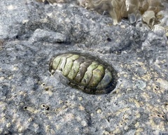 Chiton squamosus