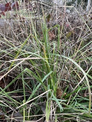 Microlaena stipoides