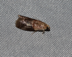 Acrobasis palliolella