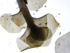 Scapania irrigua