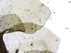 Scapania irrigua