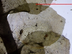Scapania irrigua