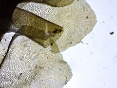 Scapania irrigua