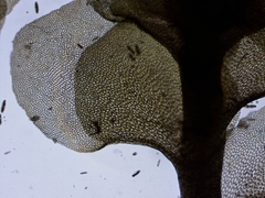 Scapania irrigua