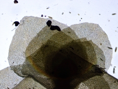 Scapania irrigua